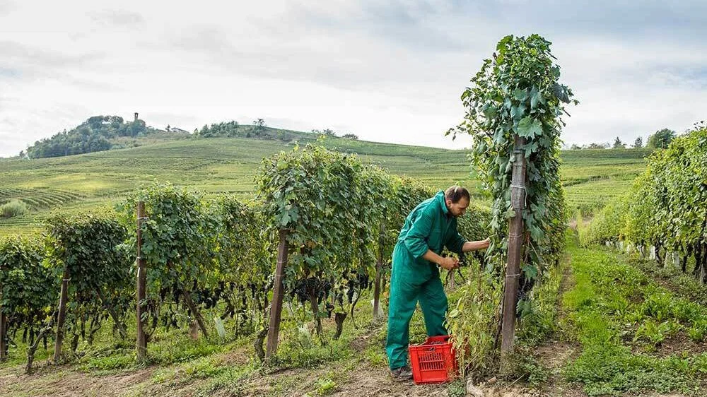 Vinprovning – Diego Morra, Piemonte